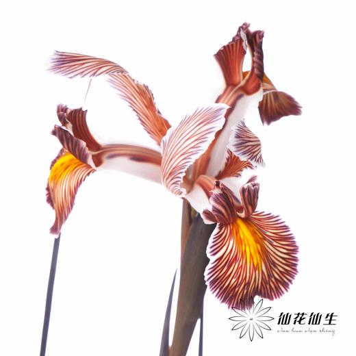 配花 | 染色鸢尾乌焦双色【染色可能不均匀 介意慎拍】 商品图4