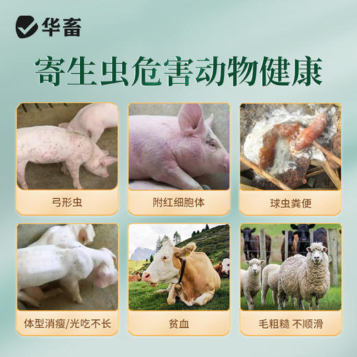 华畜全驱净中药驱虫健胃增食体内外双驱线虫绦虫吸虫安全不伤肠胃见效快 商品图2