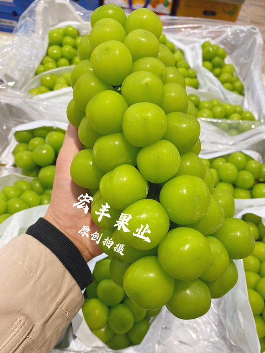 宏丰精选，特级阳光玫瑰 口感甜，硬度很好，活动价‼️12.8一斤 商品图1