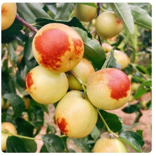 大荔冬枣手提约1.4斤 商品图1