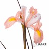 配花 | 染色鸢尾鲑鱼色【染色可能不均匀 介意慎拍】 商品缩略图3
