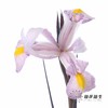 配花 | 染色鸢尾紫色【染色可能不均匀 介意慎拍】 商品缩略图0