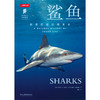 鲨鱼 商品缩略图2