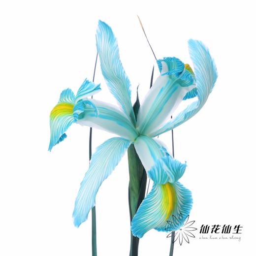 配花 | 染色鸢尾孔雀蓝【染色可能不均匀 介意慎拍】 商品图2