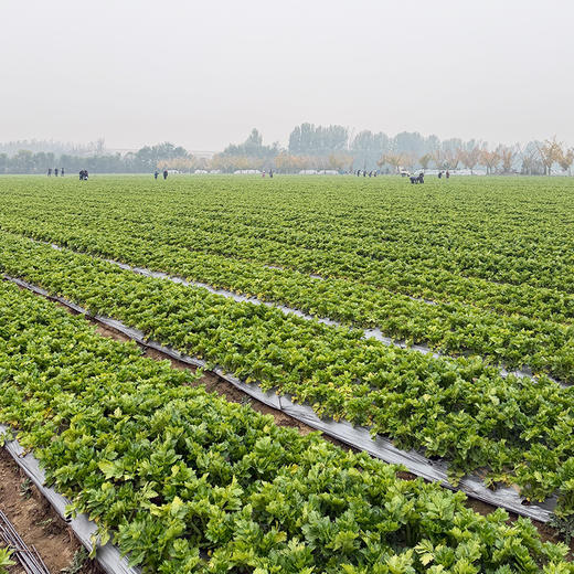 北京本地新鲜现摘水果芹菜 高端品种 脆嫩清甜 无丝无渣 可生吃榨汁 沙拉 商品图6