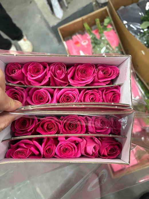 张良弗洛伊德 商品图1