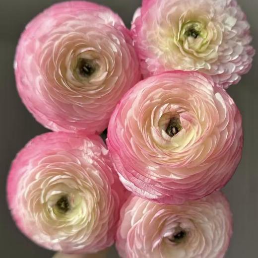 洋牡丹丨蜜桃西柚丨5枝【稀有】 商品图2