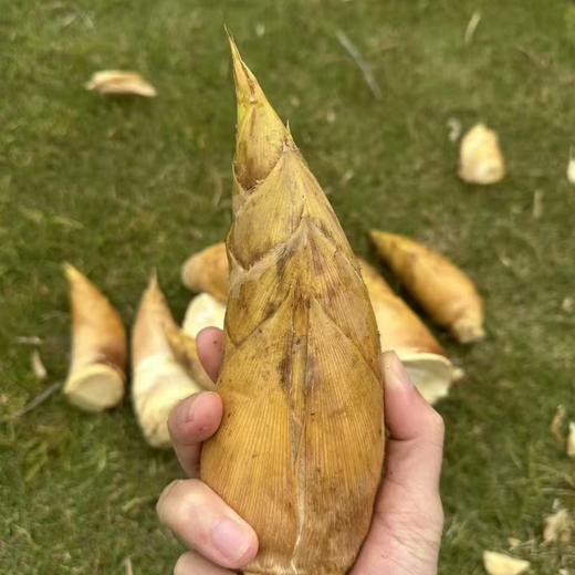 【定制】南昆山·冬日野趣2天1晚 | 挖冬笋，砍竹子做竹筒饭，制作弓箭，体验空中溜索，还有米饼制作！ 商品图1