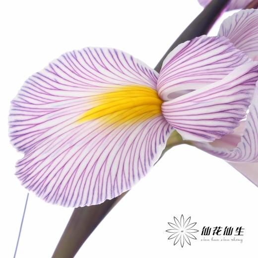 配花 | 染色鸢尾紫色【染色可能不均匀 介意慎拍】 商品图1