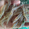 【野生虾米】密云水库野生虾/虾米（基地直发-顺丰包邮）|  多种规格，来自北京密云水库（北京重要饮用水源），生产者：张友【合作生产，公平贸易】 商品缩略图2