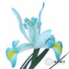 配花 | 染色鸢尾孔雀蓝【染色可能不均匀 介意慎拍】 商品缩略图4