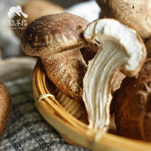 有机段木香菇（预售 ） | 合作生产*Organic Fresh Shiitake (Log-Cultivated) | Partner Production 商品图1