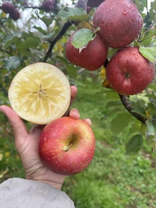 大凉山冰糖心丑苹果【应季水果】 商品图2