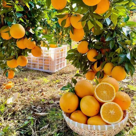 【现摘现发】正宗江西赣南脐橙 九省包邮 商品图14