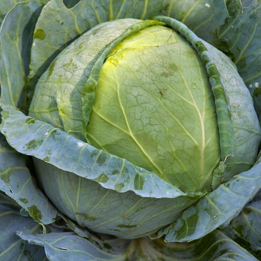 【基地直发】有机蔬菜圆白菜4斤/6斤/10斤自有农场新鲜采摘包邮 商品图3