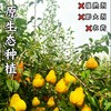 【丑梨】吃软不吃硬”的丑梨，软后“糯唧唧”入口化开，汁水充盈，像是吃冰激凌。皮薄核小，香甜饱满，软糯多汁，果农遵循自然生长规律，采用绿色种植方式，不催熟，没有膨大剂，没有农药，坚持原生态种植 商品缩略图6