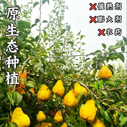 【丑梨】吃软不吃硬”的丑梨，软后“糯唧唧”入口化开，汁水充盈，像是吃冰激凌。皮薄核小，香甜饱满，软糯多汁，果农遵循自然生长规律，采用绿色种植方式，不催熟，没有膨大剂，没有农药，坚持原生态种植 商品图6