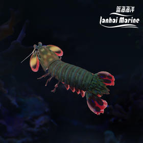 小丑螳螂虾 公