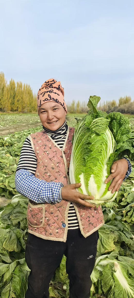 新疆有机翠玉大白菜，带有机码可溯源
自然生长，无化学农药
包装简单，保留原汁原味
新鲜送达，吃着放心 商品图3