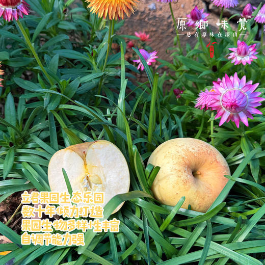 立君生态苹果/黄金富士苹果（基地直发-顺丰包邮） | 4.3±0.2斤，来自山东烟台，生产者：李立君【合作生产，公平贸易】 商品图1