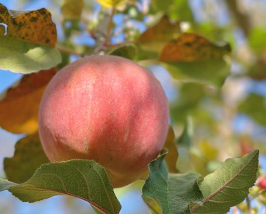 新疆阿克苏冰糖心苹果（5斤，8斤） 商品图2