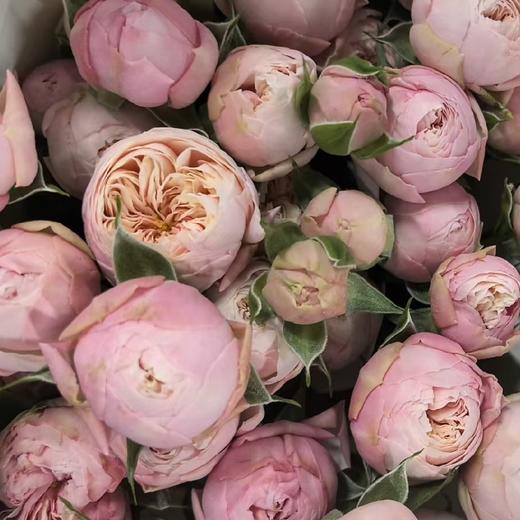 多头玫瑰 | 皇室浪漫 商品图0