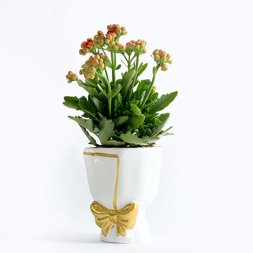 热销首选-金狐狸长寿花 商品图0