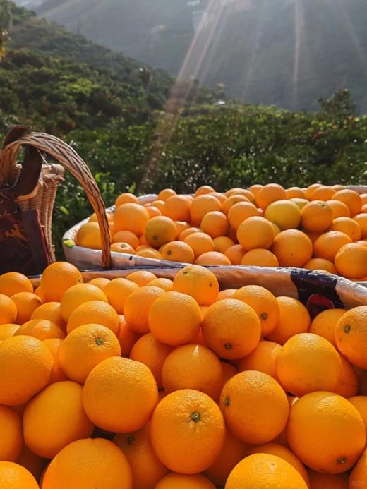 湖北宜昌脐橙伦晚红橙九月红爱媛果冻橙秭归九月红 商品图5