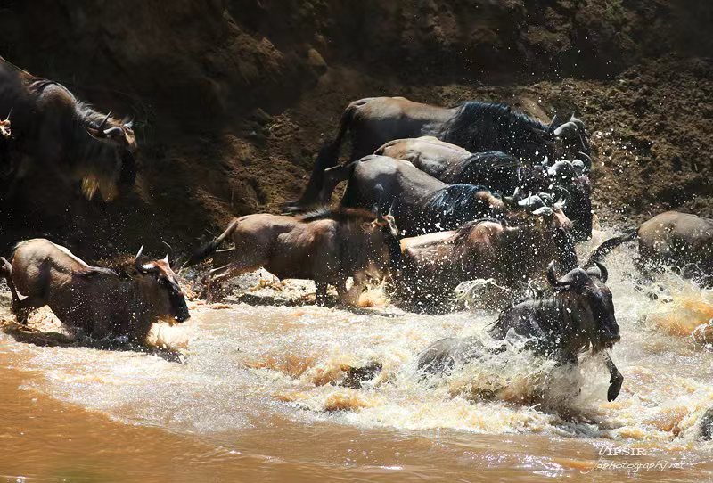 非洲动物大迁徙&鸟类摄影丨坦桑尼亚（塞伦盖蒂+恩戈罗恩戈罗保护区+塔兰吉雷）、肯尼亚（马赛马拉+埃尔蒙塔塔湖）12天摄影团