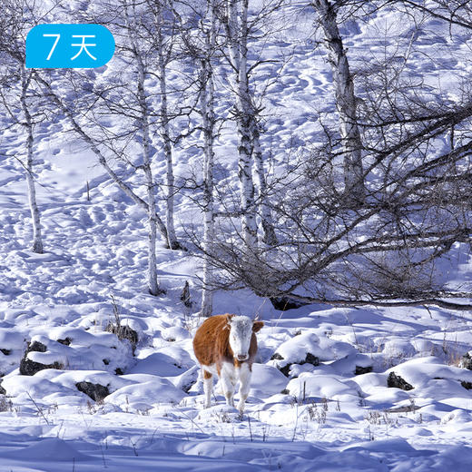 冬季呼伦贝尔+漠河｜20公里雪原轻徒步 北国之境&冰雪跨年 7日 【赠送价值219元戴适防水保暖帽】 商品图2