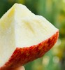 云南丽江红琇之吻苹果|在口感上的特点：前口脆甜，舌尖回味无穷[爱心] 一口咬下去，外皮脆、果肉紧实，不易变黄，整体甜酸比也恰到好处，口感浓郁纯正，吃完果子，齿唇间还会留有一丝丝的甘甜～ 商品缩略图2