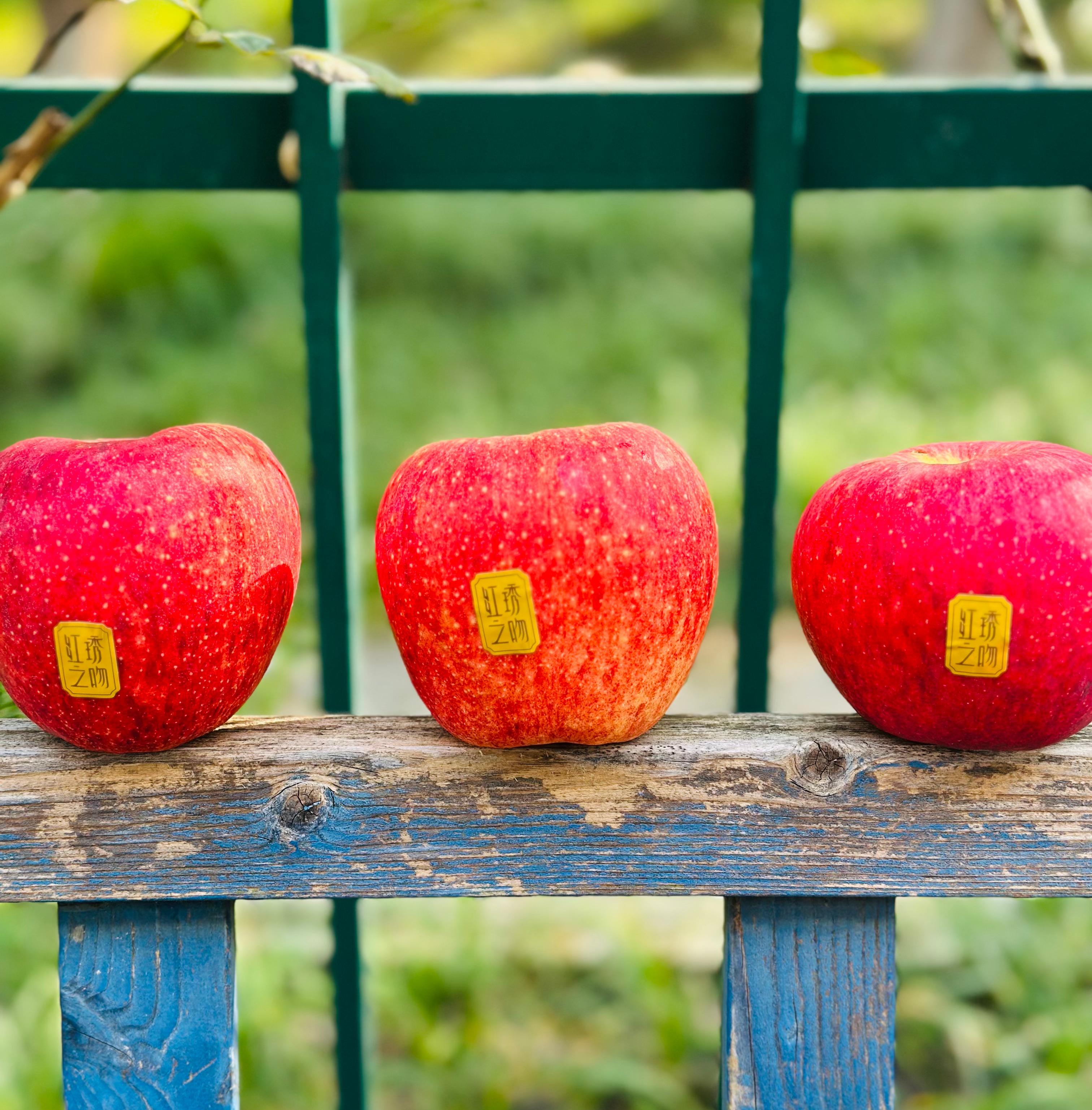 云南丽江红琇之吻苹果|在口感上的特点：前口脆甜，舌尖回味无穷[爱心] 一口咬下去，外皮脆、果肉紧实，不易变黄，整体甜酸比也恰到好处，口感浓郁纯正，吃完果子，齿唇间还会留有一丝丝的甘甜～