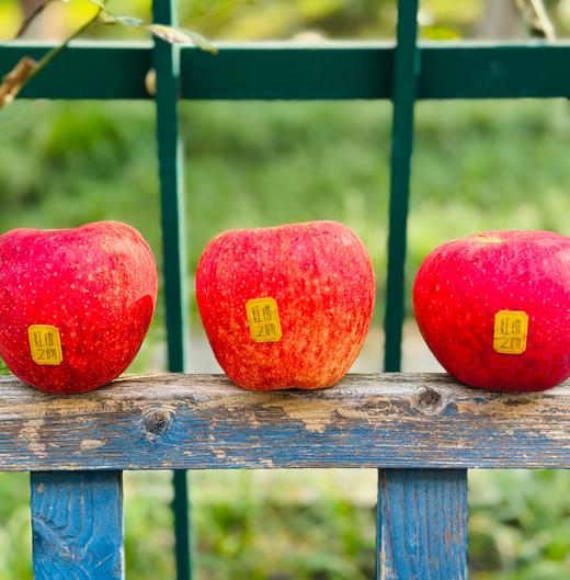 云南丽江红琇之吻苹果|在口感上的特点：前口脆甜，舌尖回味无穷[爱心] 一口咬下去，外皮脆、果肉紧实，不易变黄，整体甜酸比也恰到好处，口感浓郁纯正，吃完果子，齿唇间还会留有一丝丝的甘甜～ 商品图0