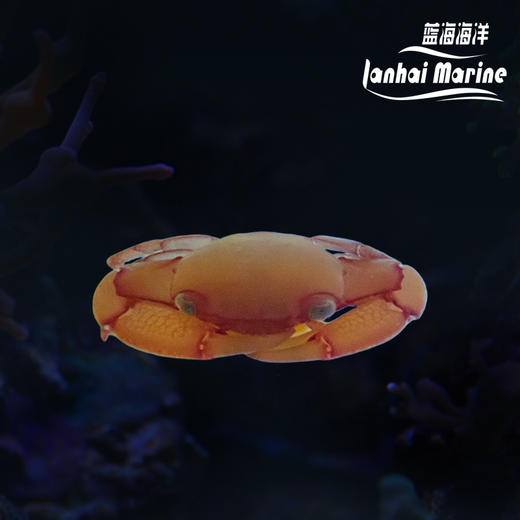 紫玉梯形蟹 商品图0