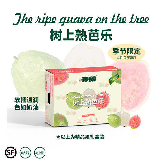 漳州奶油芭乐 口感如奶油 果味浓郁 甜度高 营养丰富 商品图0