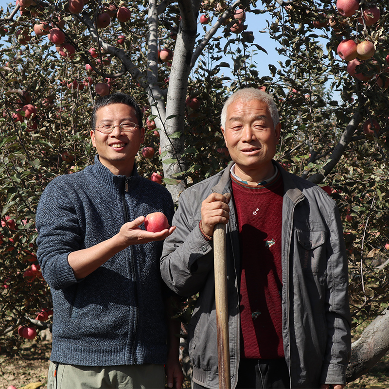 山西晋中杨壁村老知青苹果、酥梨  北京地区包邮