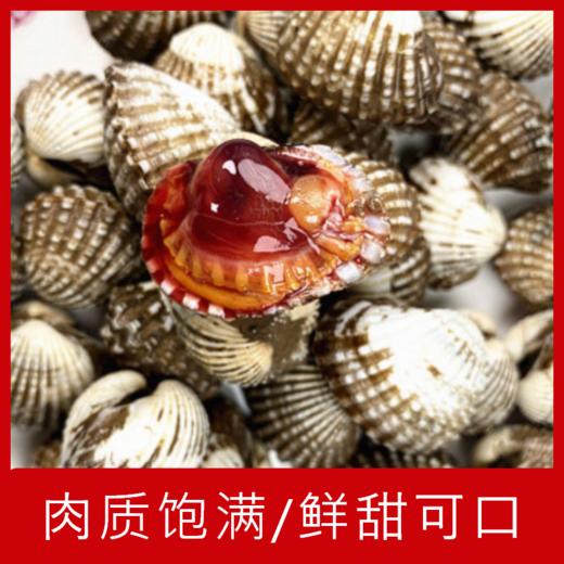 【海鲜】鲜活花蛤 商品图0