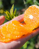 【宜昌助农馆】纽荷尔脐橙新鲜上市  当季新鲜水果香甜多汁 商品缩略图1