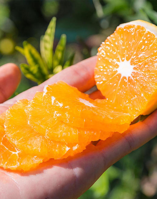 【宜昌助农馆】纽荷尔脐橙新鲜上市  当季新鲜水果香甜多汁 商品图1