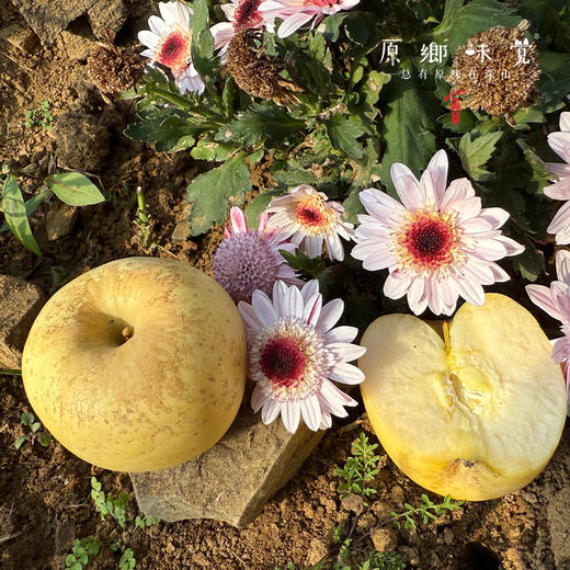 立君生态苹果/黄金富士苹果（基地直发-顺丰包邮） | 4.3±0.2斤，来自山东烟台，生产者：李立君【合作生产，公平贸易】 商品图5