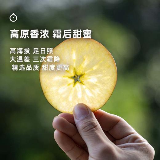 企鹅市集|四川盐源高山苹果 5斤家庭装（8-10枚）浓郁苹果香气 纯粹甜蜜果香 商品图2