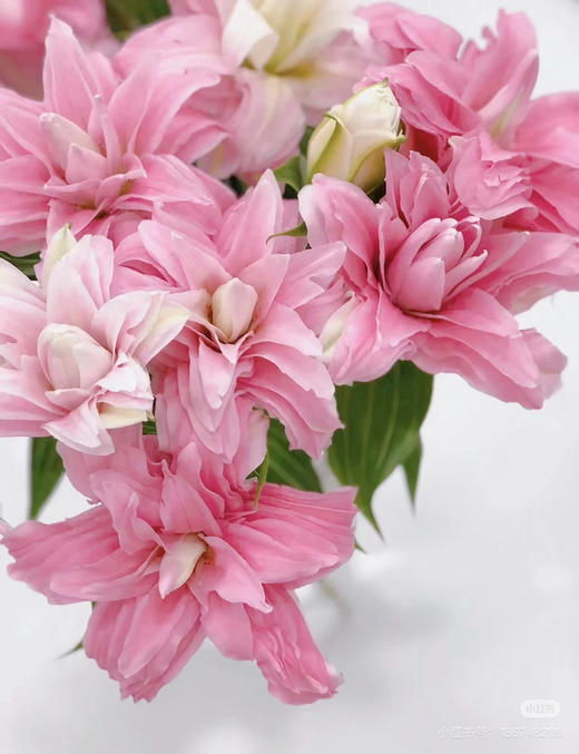 重瓣百合粉（黛安娜） 商品图0