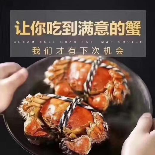2.5两公蟹+3两母蟹（各5只） 鲜活大闸蟹 肥满黄多 商品图3