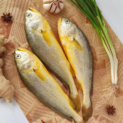 大西洋野捕大黄鱼 |大西洋海域，蕴含丰富蛋白质、钙、磷、铁、等营养【下单72小时发货】 商品图1