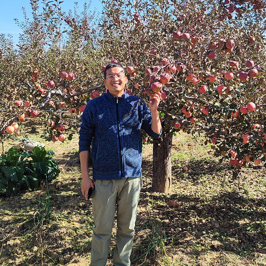 山西晋中杨壁村老知青苹果、酥梨  北京地区包邮 商品图1