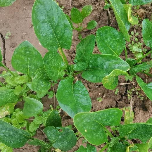 夏旭蔬菜组合  生态种植西芹、菠菜、生菜、黑白菜、黄心乌塌菜 酵素农耕种植 当季新鲜蔬菜 【京东快递】 商品图3