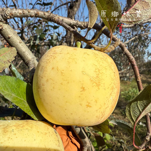 立君生态苹果/黄金富士苹果（基地直发-顺丰包邮） | 4.3±0.2斤，来自山东烟台，生产者：李立君【合作生产，公平贸易】 商品图4