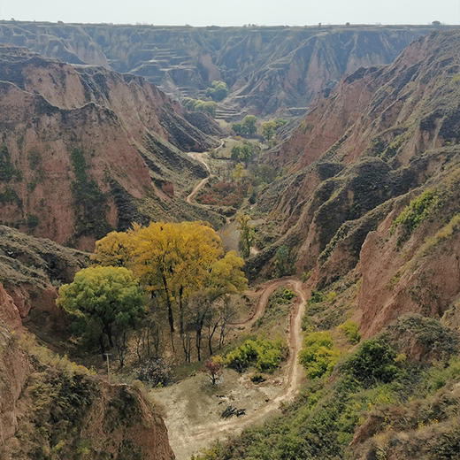 山西晋中杨壁村老知青苹果、酥梨  北京地区包邮 商品图2