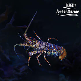 长足龙虾