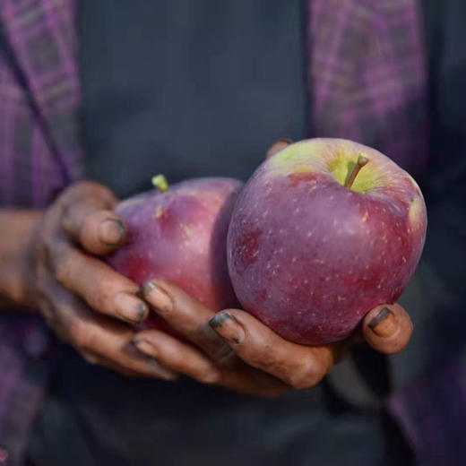 热卖！爆甜！四川大凉山彝家糖心丑苹果 4.5-8斤装品质果 商品图4
